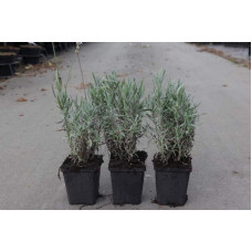 Лаванда вузьколиста Розеа | Lavandula angustifolia Rosea | Лаванда узколистная Розеа