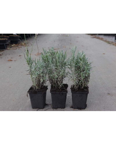 Лаванда вузьколиста Розеа | Lavandula angustifolia Rosea | Лаванда узколистная Розеа