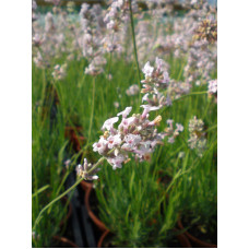 Лаванда вузьколиста Розеа | Lavandula angustifolia Rosea | Лаванда узколистная Розеа