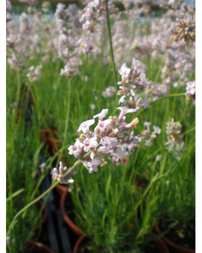 Лаванда вузьколиста Розеа | Lavandula angustifolia Rosea | Лаванда узколистная Розеа