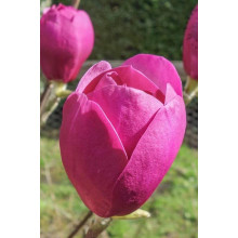 Магнолія Суланжа Блек Туліп | Magnolia Soulangeana Black Tulip | Магнолия Суланжа Блэк Тулип