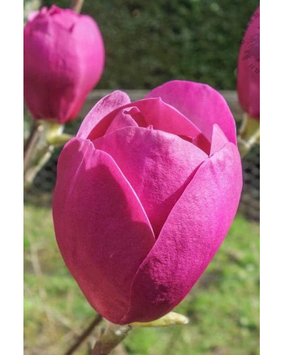 Магнолія Суланжа Блек Туліп | Magnolia Soulangeana Black Tulip | Магнолия Суланжа Блэк Тулип