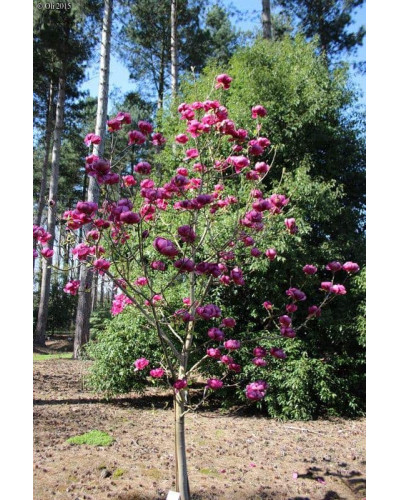 Магнолія Суланжа Блек Туліп | Magnolia Soulangeana Black Tulip | Магнолия Суланжа Блэк Тулип