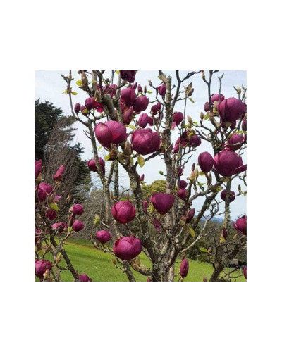Магнолія Суланжа Блек Туліп | Magnolia Soulangeana Black Tulip | Магнолия Суланжа Блэк Тулип