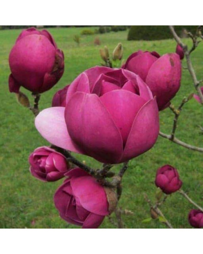 Магнолія Суланжа Блек Туліп | Magnolia Soulangeana Black Tulip | Магнолия Суланжа Блэк Тулип
