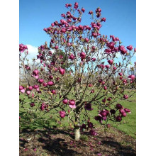 Магнолія Суланжа Блек Туліп | Magnolia Soulangeana Black Tulip | Магнолия Суланжа Блэк Тулип