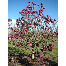 Магнолія Суланжа Блек Туліп | Magnolia Soulangeana Black Tulip | Магнолия Суланжа Блэк Тулип