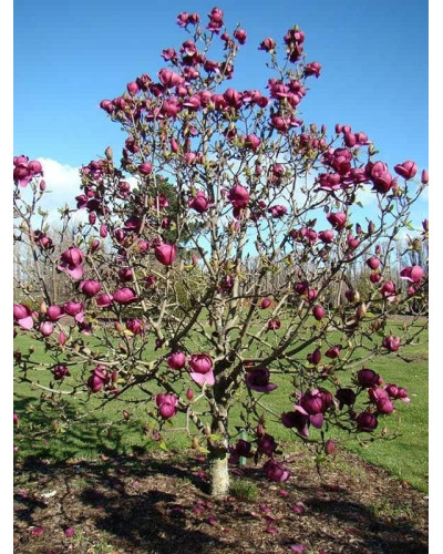 Магнолія Суланжа Блек Туліп | Magnolia Soulangeana Black Tulip | Магнолия Суланжа Блэк Тулип