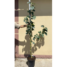 Магнолія Суланжа Блек Туліп | Magnolia Soulangeana Black Tulip | Магнолия Суланжа Блэк Тулип