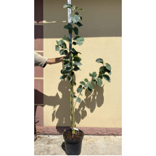 Магнолія Суланжа Блек Туліп | Magnolia Soulangeana Black Tulip | Магнолия Суланжа Блэк Тулип