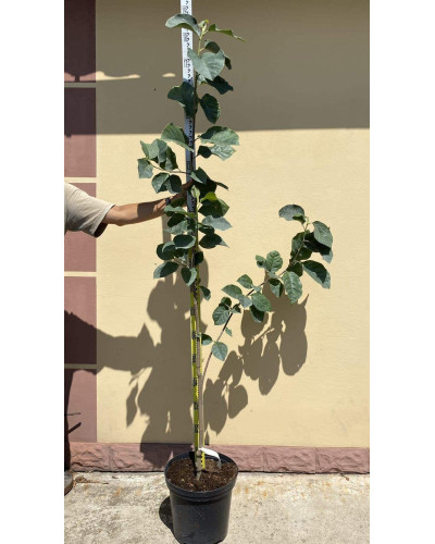 Магнолія Суланжа Блек Туліп | Magnolia Soulangeana Black Tulip | Магнолия Суланжа Блэк Тулип