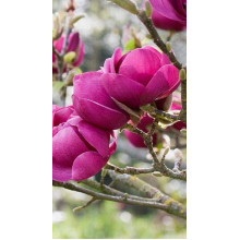 Магнолія Суланжа Блек Туліп | Magnolia Soulangeana Black Tulip | Магнолия Суланжа Блэк Тулип
