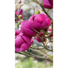 Магнолія Суланжа Блек Туліп | Magnolia Soulangeana Black Tulip | Магнолия Суланжа Блэк Тулип