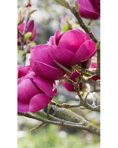 Магнолія Суланжа Блек Туліп | Magnolia Soulangeana Black Tulip | Магнолия Суланжа Блэк Тулип