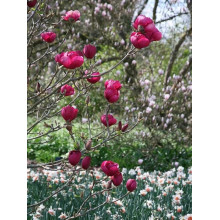 Магнолія Суланжа Блек Туліп | Magnolia Soulangeana Black Tulip | Магнолия Суланжа Блэк Тулип