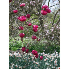 Магнолія Суланжа Блек Туліп | Magnolia Soulangeana Black Tulip | Магнолия Суланжа Блэк Тулип