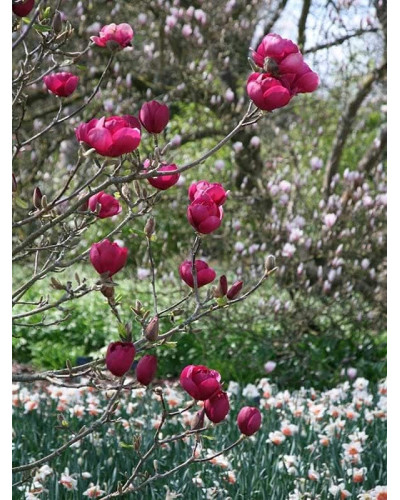 Магнолія Суланжа Блек Туліп | Magnolia Soulangeana Black Tulip | Магнолия Суланжа Блэк Тулип
