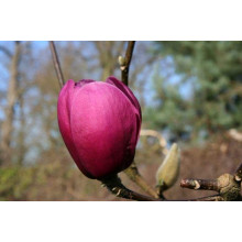Магнолія Суланжа Блек Туліп | Magnolia Soulangeana Black Tulip | Магнолия Суланжа Блэк Тулип