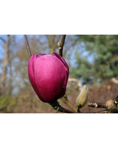 Магнолія Суланжа Блек Туліп | Magnolia Soulangeana Black Tulip | Магнолия Суланжа Блэк Тулип