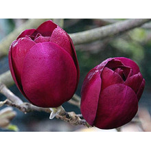 Магнолія Суланжа Блек Туліп | Magnolia Soulangeana Black Tulip | Магнолия Суланжа Блэк Тулип