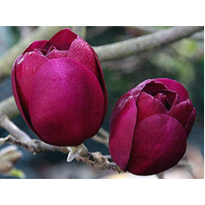 Магнолія Суланжа Блек Туліп | Magnolia Soulangeana Black Tulip | Магнолия Суланжа Блэк Тулип