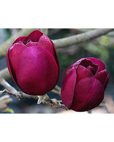 Магнолія Суланжа Блек Туліп | Magnolia Soulangeana Black Tulip | Магнолия Суланжа Блэк Тулип