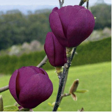 Магнолія Суланжа Блек Туліп | Magnolia Soulangeana Black Tulip | Магнолия Суланжа Блэк Тулип