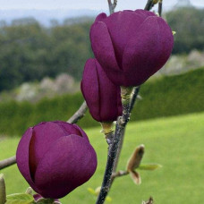 Магнолія Суланжа Блек Туліп | Magnolia Soulangeana Black Tulip | Магнолия Суланжа Блэк Тулип