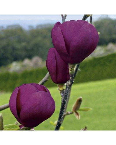Магнолія Суланжа Блек Туліп | Magnolia Soulangeana Black Tulip | Магнолия Суланжа Блэк Тулип