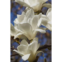 Магнолія суланжа Альба Суперба | Magnolia soulangeana Alba Superba | Магнолия суланжа Альба Суперба