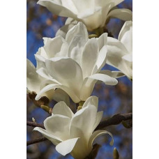 Магнолія суланжа Альба Суперба | Magnolia soulangeana Alba Superba | Магнолия суланжа Альба Суперба