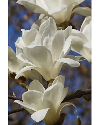 Магнолія суланжа Альба Суперба | Magnolia soulangeana Alba Superba | Магнолия суланжа Альба Суперба
