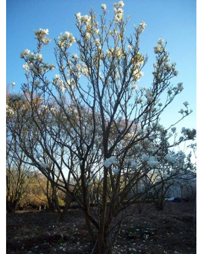 Магнолія суланжа Альба Суперба | Magnolia soulangeana Alba Superba | Магнолия суланжа Альба Суперба