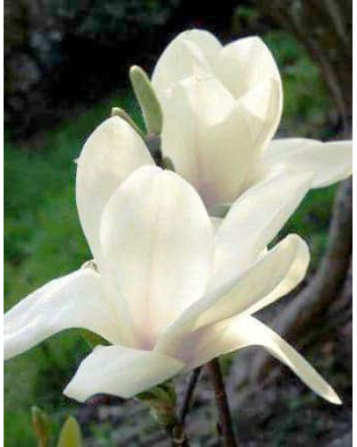 Магнолія суланжа Альба Суперба | Magnolia soulangeana Alba Superba | Магнолия суланжа Альба Суперба