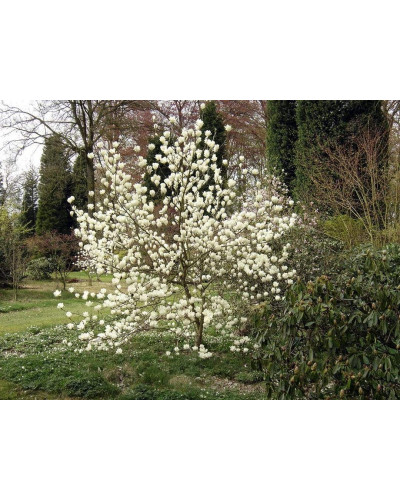 Магнолія суланжа Альба Суперба | Magnolia soulangeana Alba Superba | Магнолия суланжа Альба Суперба
