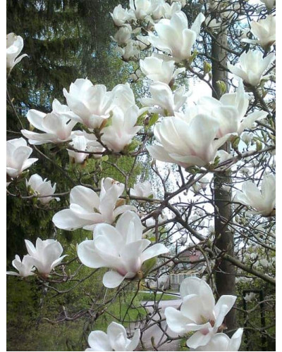 Магнолія суланжа Альба Суперба | Magnolia soulangeana Alba Superba | Магнолия суланжа Альба Суперба