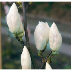 Магнолія суланжа Альба Суперба | Magnolia soulangeana Alba Superba | Магнолия суланжа Альба Суперба