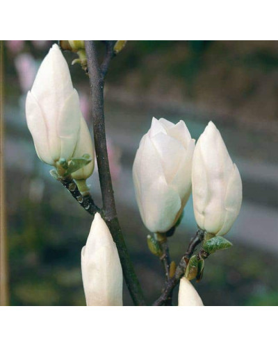 Магнолія суланжа Альба Суперба | Magnolia soulangeana Alba Superba | Магнолия суланжа Альба Суперба
