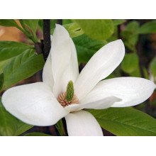 Магнолія суланжа Альба Суперба | Magnolia soulangeana Alba Superba | Магнолия суланжа Альба Суперба