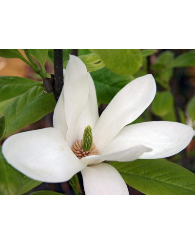 Магнолія суланжа Альба Суперба | Magnolia soulangeana Alba Superba | Магнолия суланжа Альба Суперба
