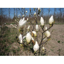Магнолія суланжа Альба Суперба | Magnolia soulangeana Alba Superba | Магнолия суланжа Альба Суперба