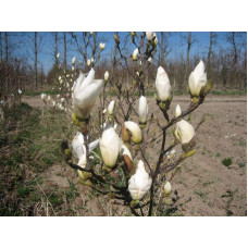 Магнолія суланжа Альба Суперба | Magnolia soulangeana Alba Superba | Магнолия суланжа Альба Суперба