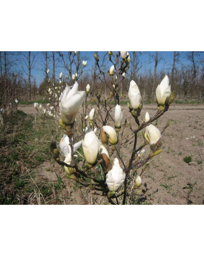 Магнолія суланжа Альба Суперба | Magnolia soulangeana Alba Superba | Магнолия суланжа Альба Суперба