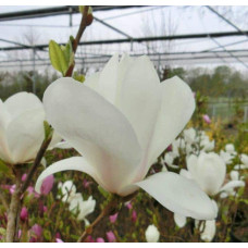 Магнолія суланжа Альба Суперба | Magnolia soulangeana Alba Superba | Магнолия суланжа Альба Суперба
