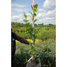 Магнолія суланжа Альба Суперба | Magnolia soulangeana Alba Superba | Магнолия суланжа Альба Суперба