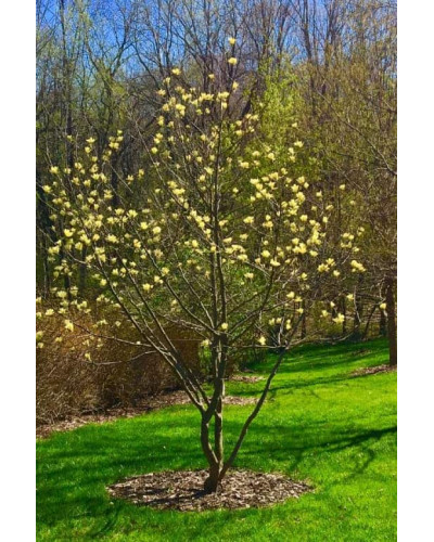 Магнолія бруклінська Єллоу Бьорд | Magnolia brooklynensis Yellow Bird | Магнолия бруклинская Еллоу Берд