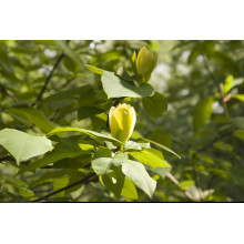 Магнолія бруклінська Єллоу Бьорд | Magnolia brooklynensis Yellow Bird | Магнолия бруклинская Еллоу Берд