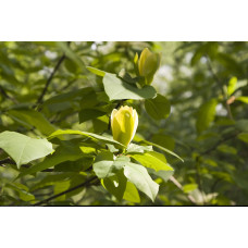 Магнолія бруклінська Єллоу Бьорд | Magnolia brooklynensis Yellow Bird | Магнолия бруклинская Еллоу Берд