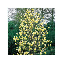 Магнолія бруклінська Єллоу Бьорд | Magnolia brooklynensis Yellow Bird | Магнолия бруклинская Еллоу Берд