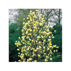 Магнолія бруклінська Єллоу Бьорд | Magnolia brooklynensis Yellow Bird | Магнолия бруклинская Еллоу Берд